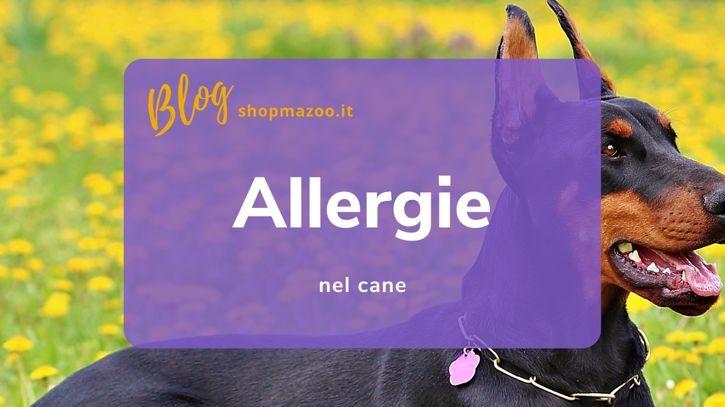 Allergie nei cani: i sintomi e i rimedi utili per combattere quelle stagionali