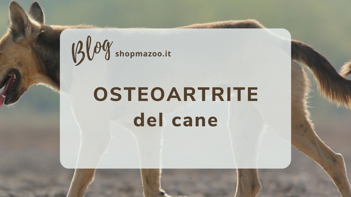 Artrosi nel cane: i sintomi a cui prestare attenzione e come curarla