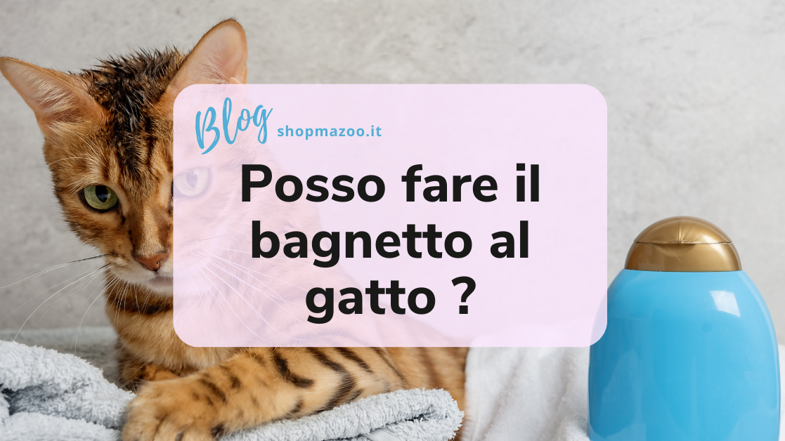 Il bagno del gatto è necessario oppure no?