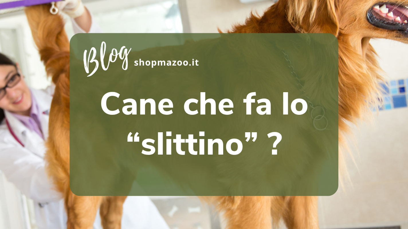 Cane che struscia il sedere per terra? Ecco perché succede e cosa fare