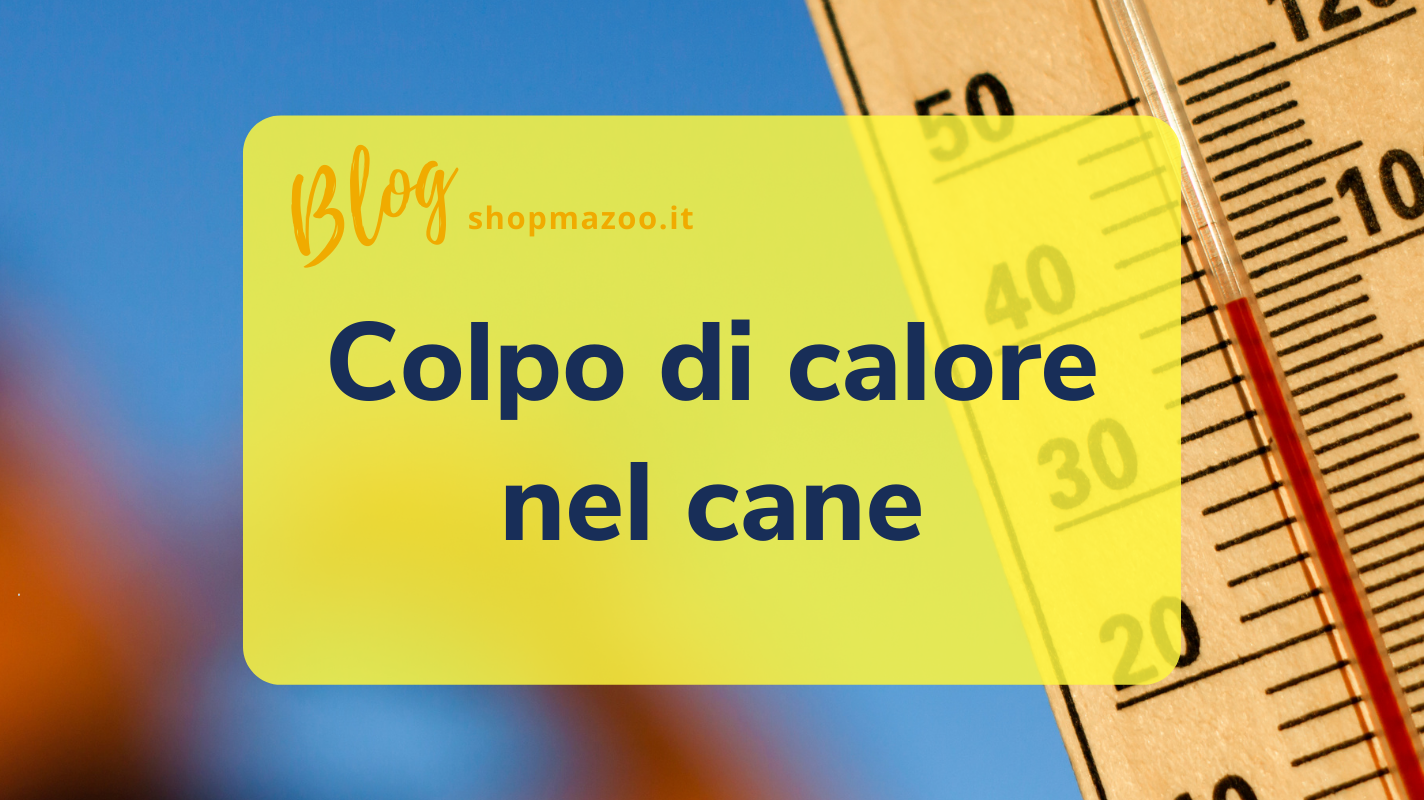 Colpo di calore nel cane: le razze più a rischio e come proteggerle
