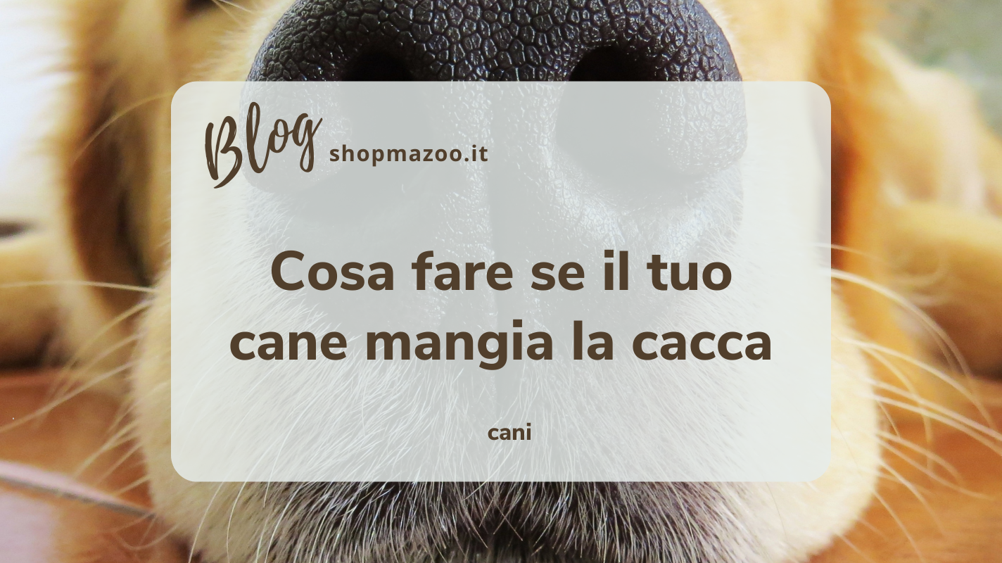 Quali sono i motivi e i rimedi utili per combattere la coprofagia nel cane?