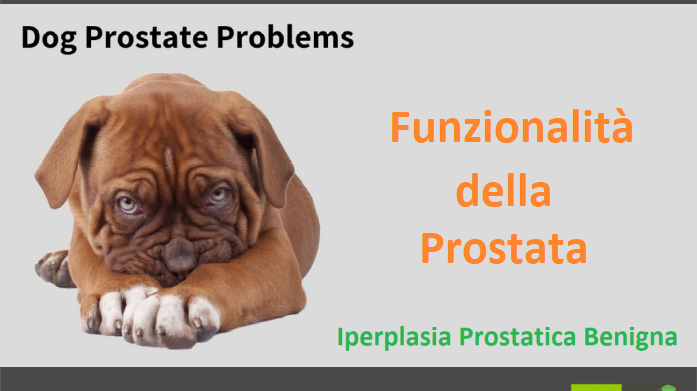 Iperplasia Prostatica Benigna del cane