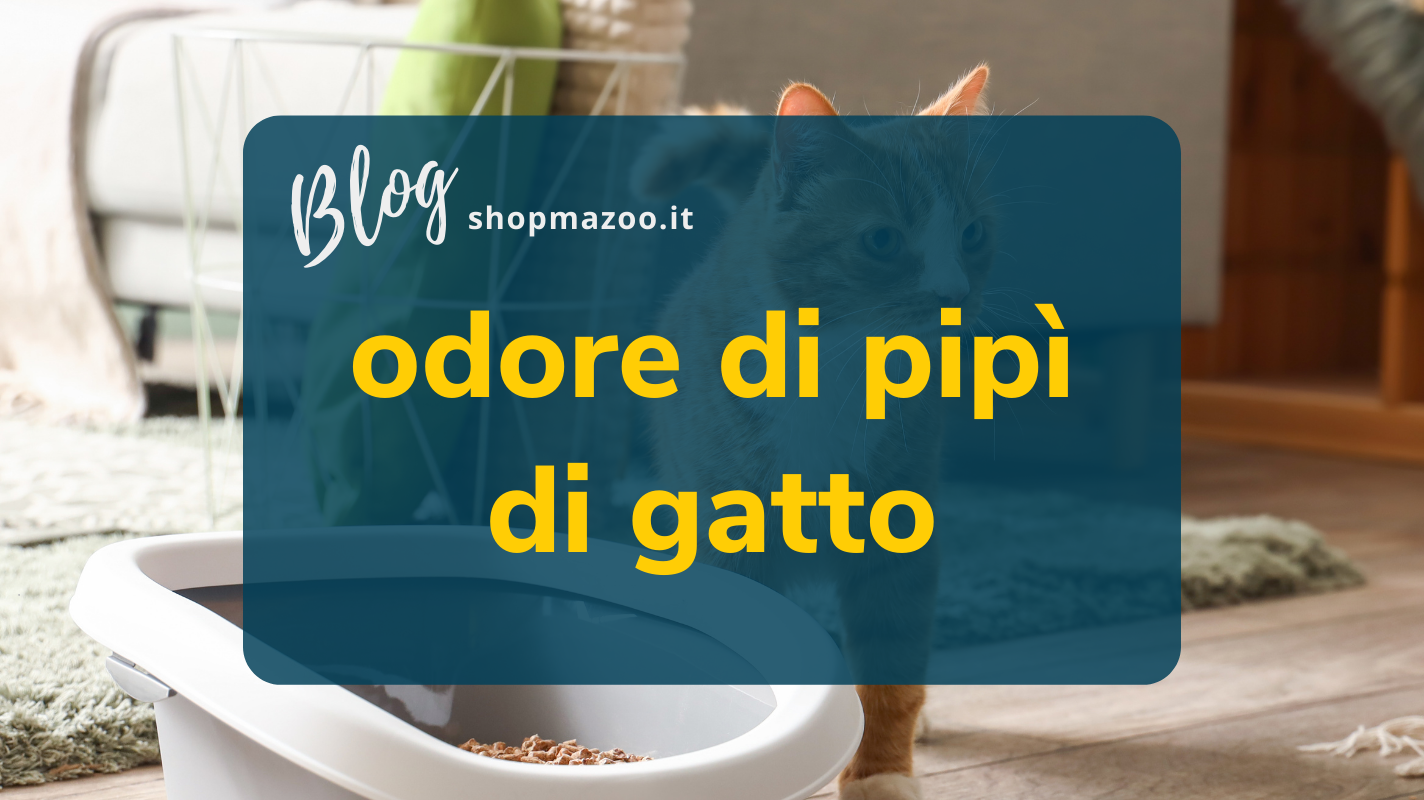 Odore pipì di gatto: i suggerimenti per eliminarlo in casa