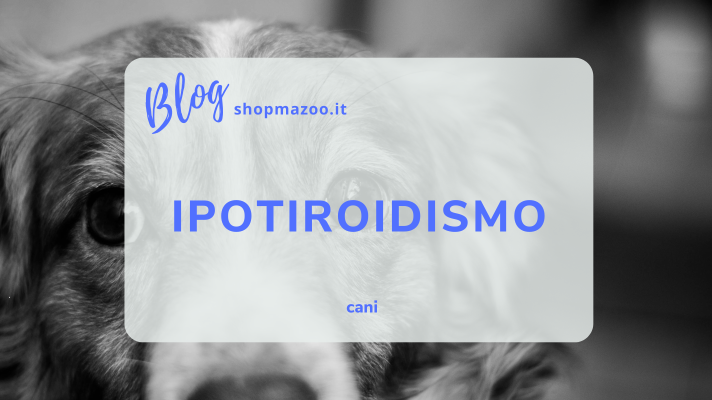 L’ipotiroidismo nel cane: sintomi, cause e come intervenire efficacemente