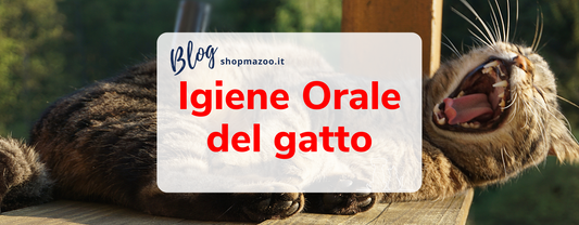 Alito cattivo nel gatto: quali sono le cause e come prevenirlo?