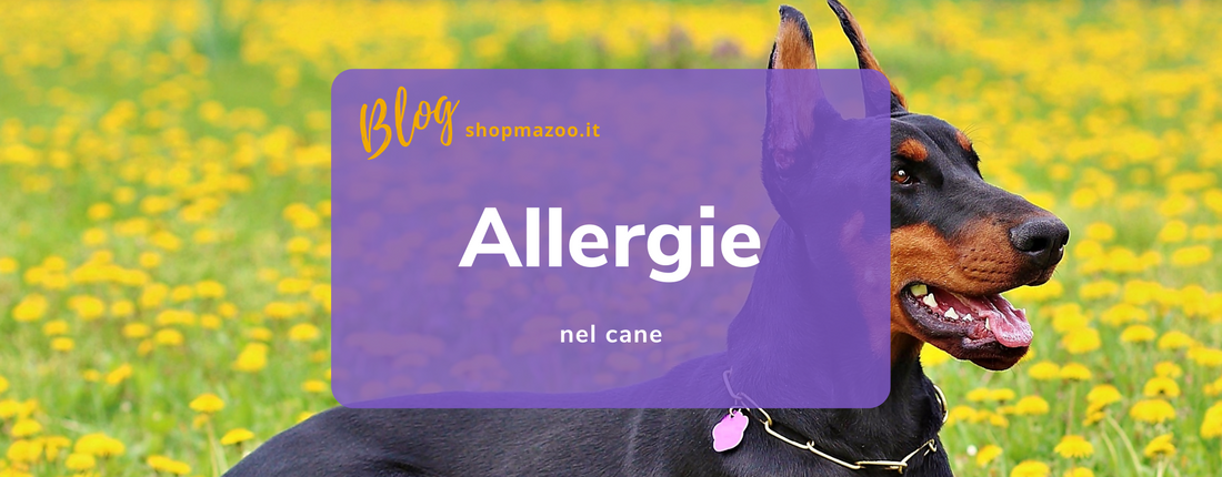 Allergie nei cani: i sintomi e i rimedi utili per combattere quelle stagionali