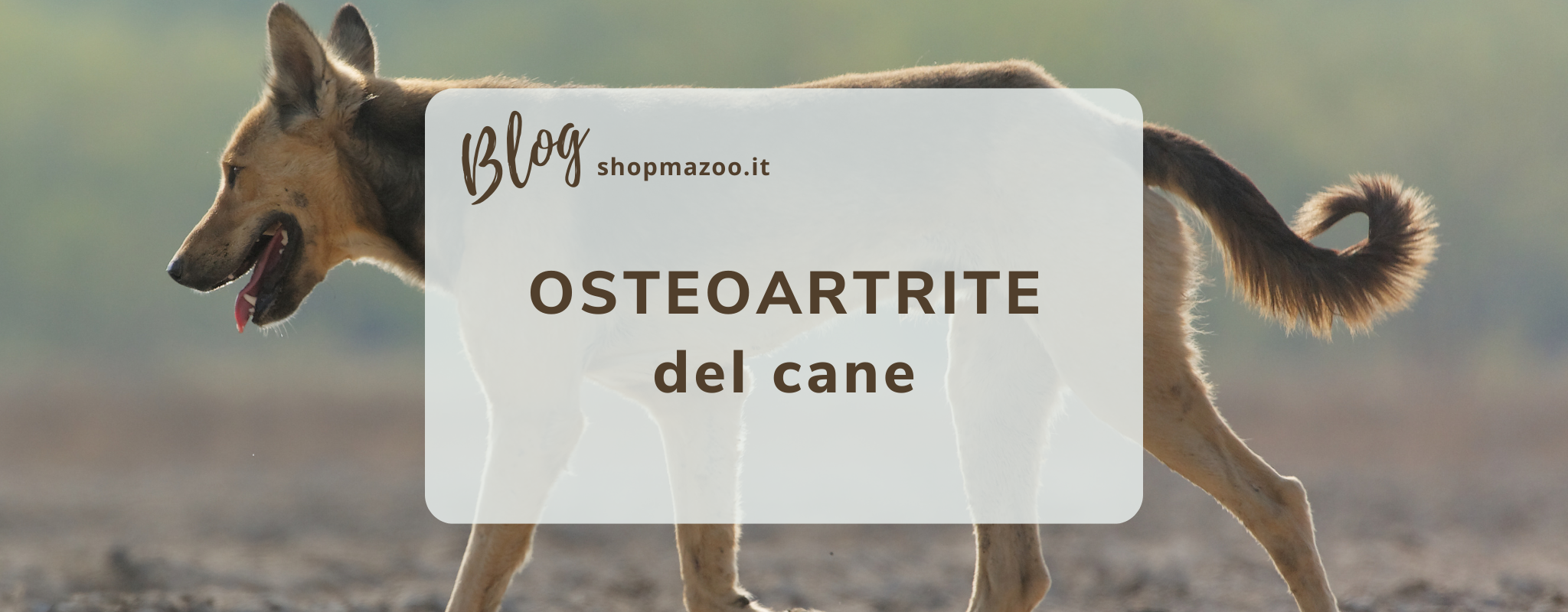 Artrosi nel cane: i sintomi a cui prestare attenzione e come curarla