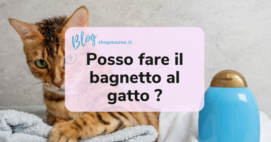 Il bagno del gatto è necessario oppure no?