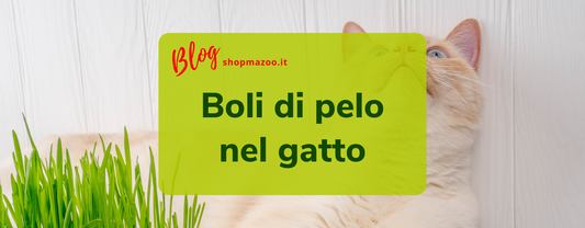 Boli di pelo nel gatto: come espellerli e cosa sapere
