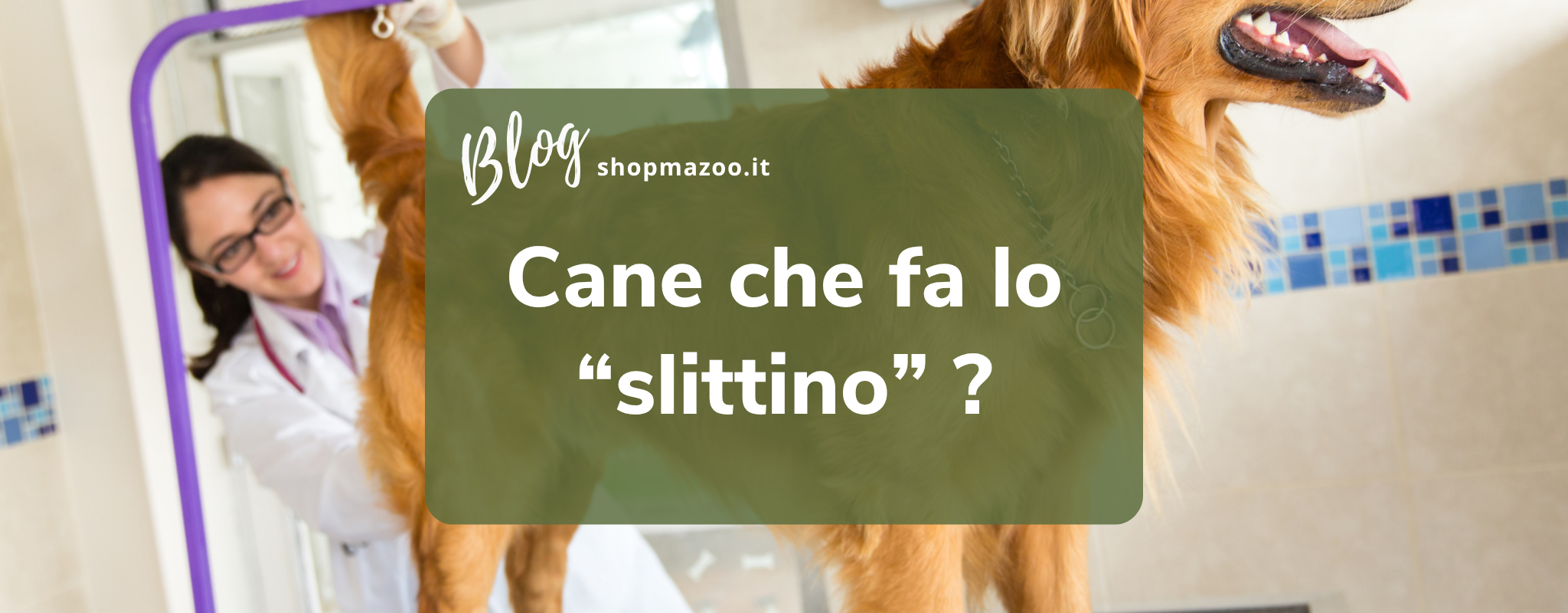 Cane che struscia il sedere per terra? Ecco perché succede e cosa fare