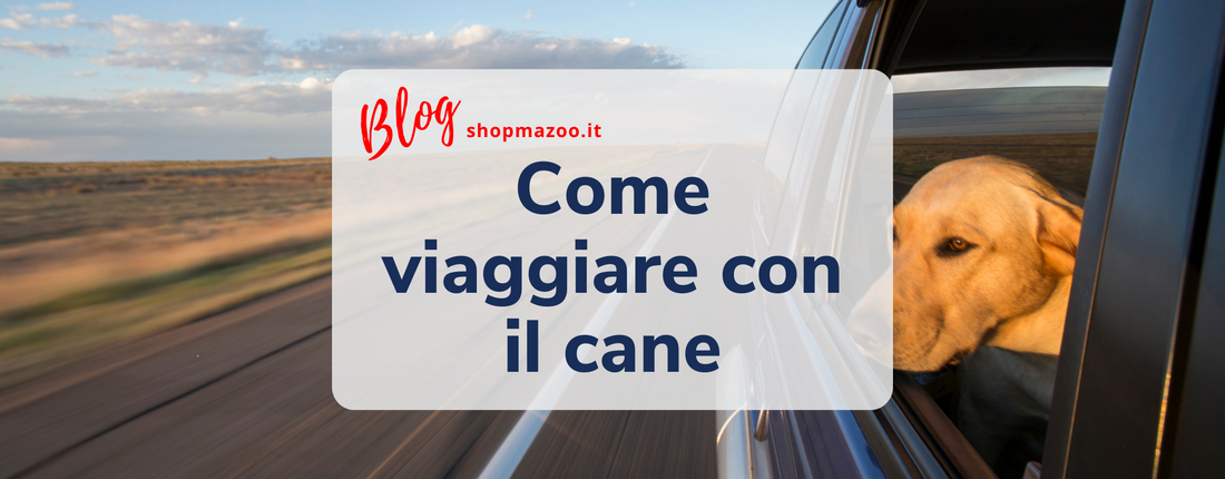 Come viaggiare con il cane? Cosa sapere e avere sempre con sé