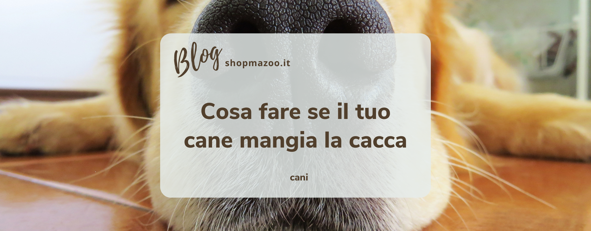 Quali sono i motivi e i rimedi utili per combattere la coprofagia nel cane?