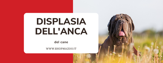Displasia dell’anca nel cane: quali sono i sintomi e le cure
