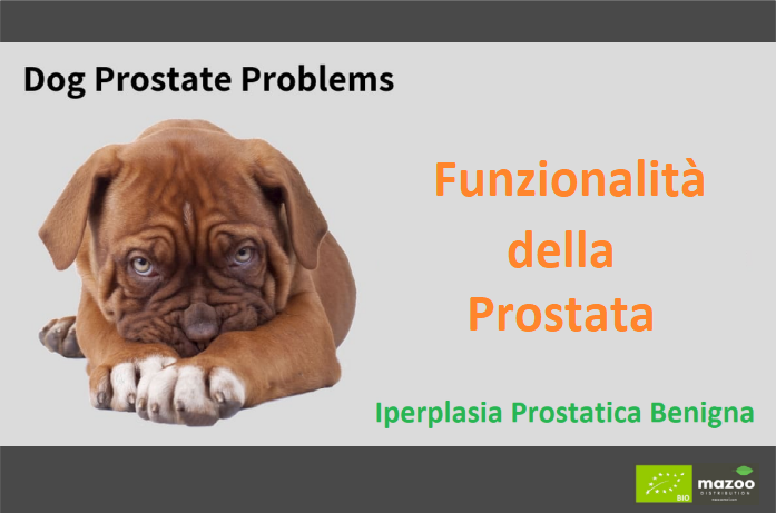 Iperplasia Prostatica Benigna del cane
