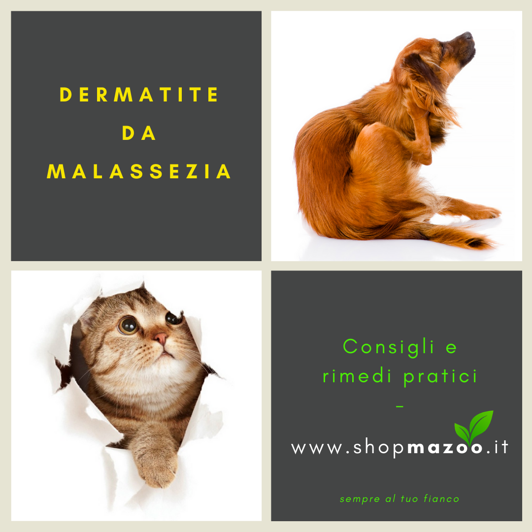 Dermatite cane e gatto: Malassezia