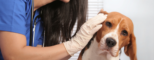 Come pulire le orecchie del cane e a cosa prestare attenzione