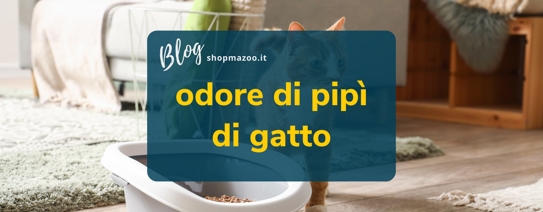 Odore pipì di gatto: i suggerimenti per eliminarlo in casa