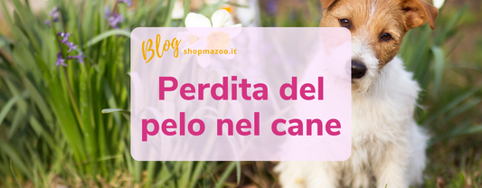 Perdita del pelo nel cane: come gestire la muta in primavera