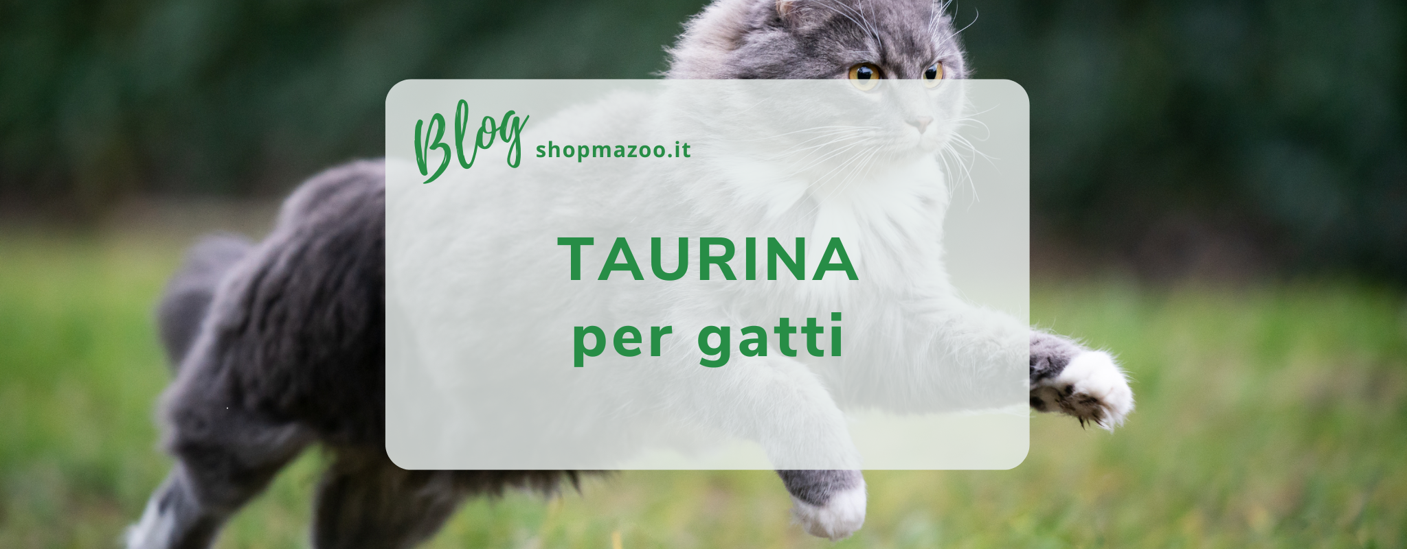 Taurina per Gatti: Benefici, Carenze e Integrazione con Dolvit Taurina