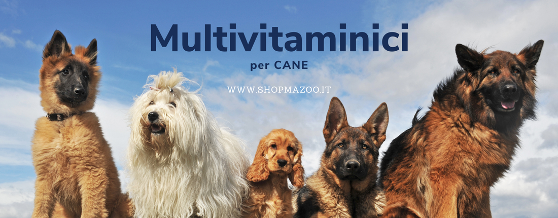 Integratori per cani, ecco perché i multivitaminici servono ad ogni età