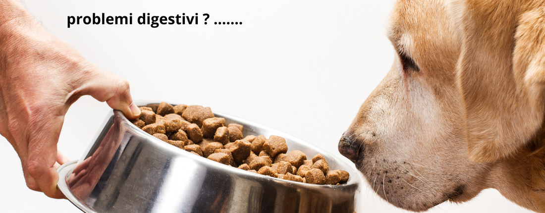 Cattiva digestione nel cane: sintomi e rimedi possibili