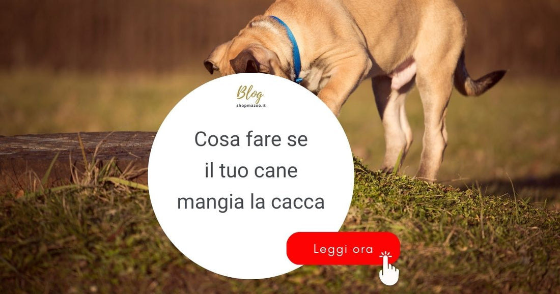 Quali sono i motivi e i rimedi utili per combattere la coprofagia nel cane?
