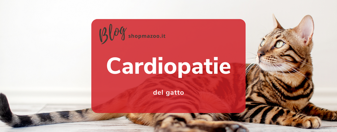 Patologie del cuore nel gatto: i principali sintomi e come curarle