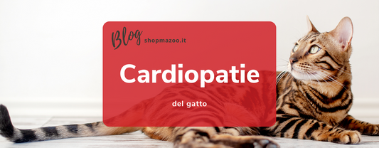 Patologie del cuore nel gatto: i principali sintomi e come curarle