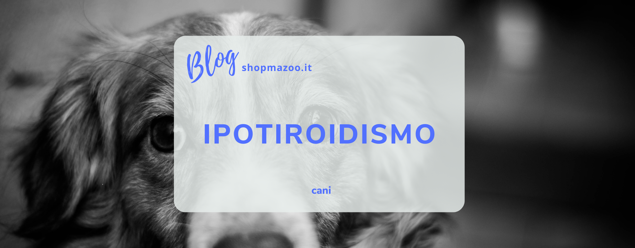 L’ipotiroidismo nel cane: sintomi, cause e come intervenire efficacemente