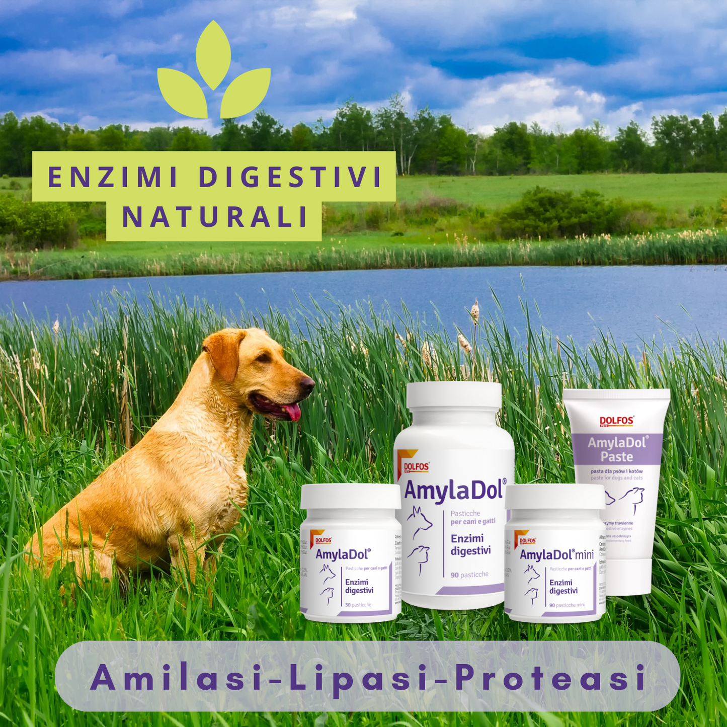 AmylaDol 30 "Enzimi digestivi: Amilasi, Lipasi e Proteasi"