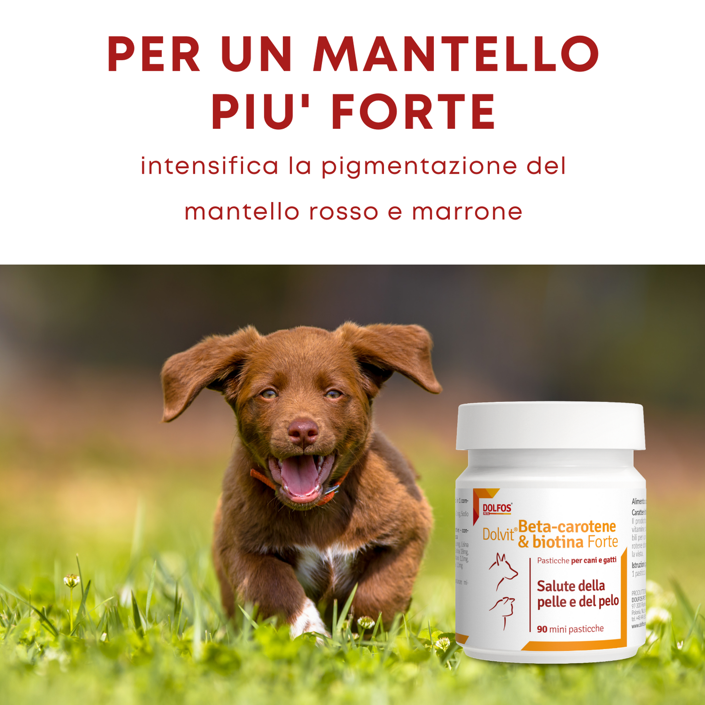 Dolvit Beta Carotene & Biotina Forte mini 90 "... un aiuto per i periodi di muta, pelle secca .."