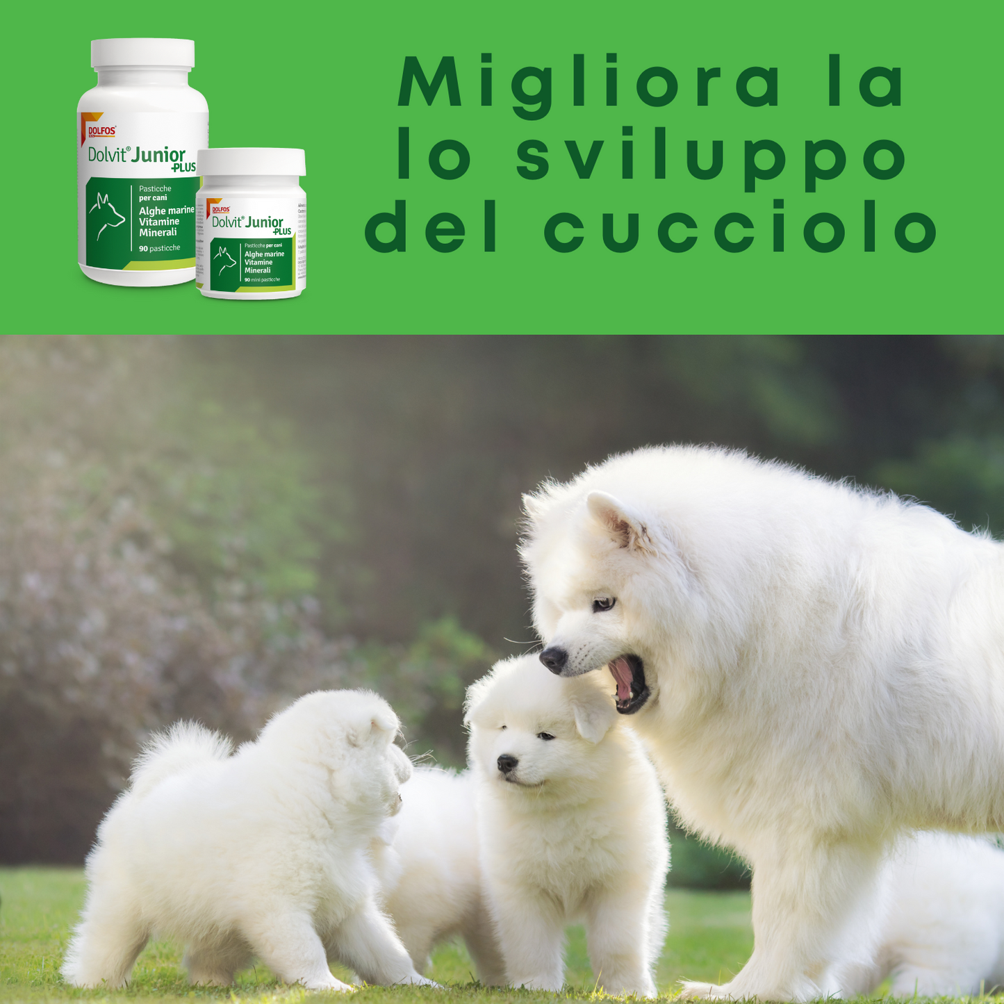 Dolvit Junior Plus 90 "... contiene vitamine, minerali chelati, alghe marine ...."