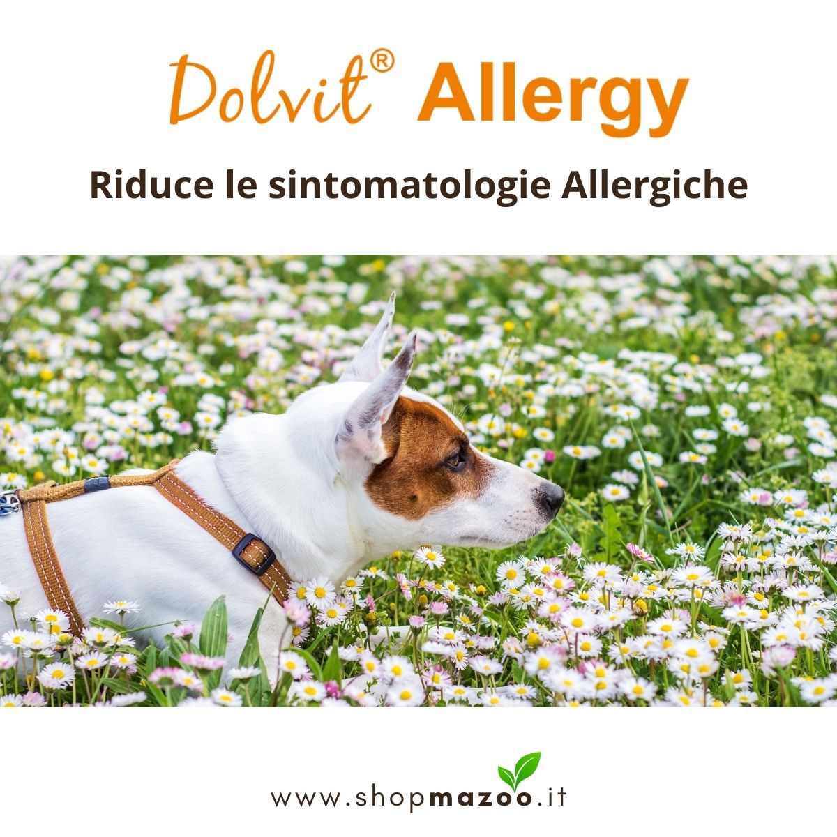 Dolvit Allergy 90 - Antistaminico Naturale per Cani