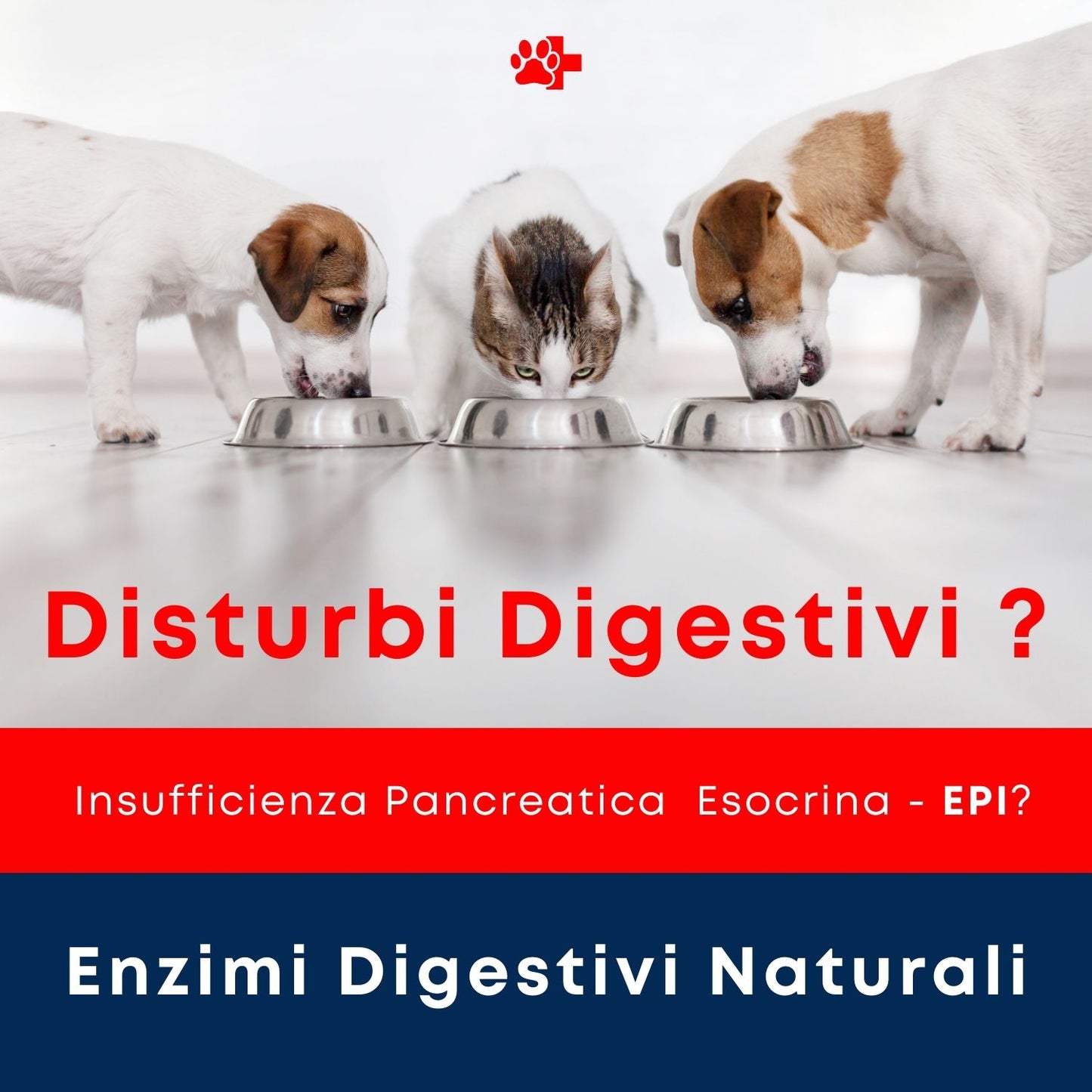 AmylaDol 30 "Enzimi digestivi: Amilasi, Lipasi e Proteasi"