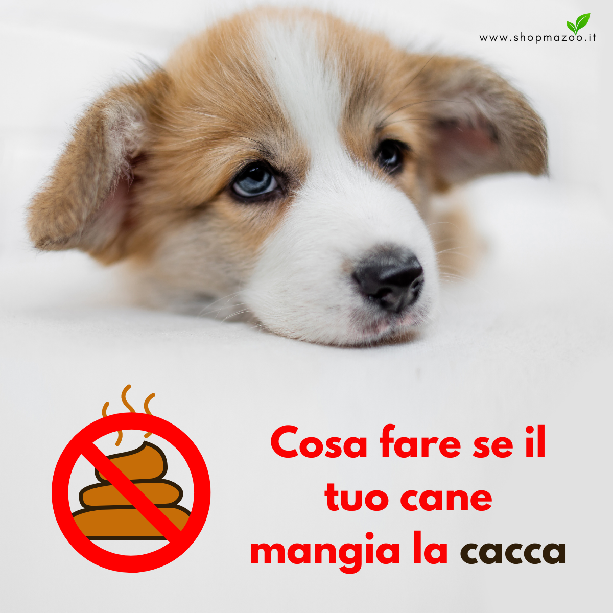 Dolvit Cayenne "... combatte la coprofagia ed è un ottimo regolatore intestinale ..."
