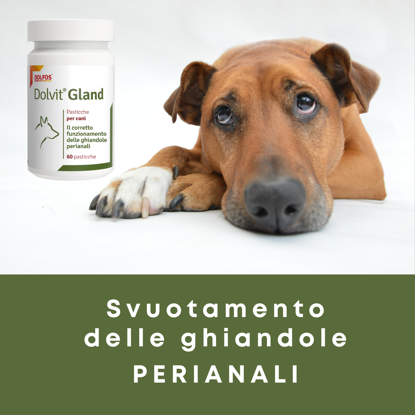 Dolvit Gland 60 - " ... favorisce lo svuotamento delle ghiandole perianali del cane ...."